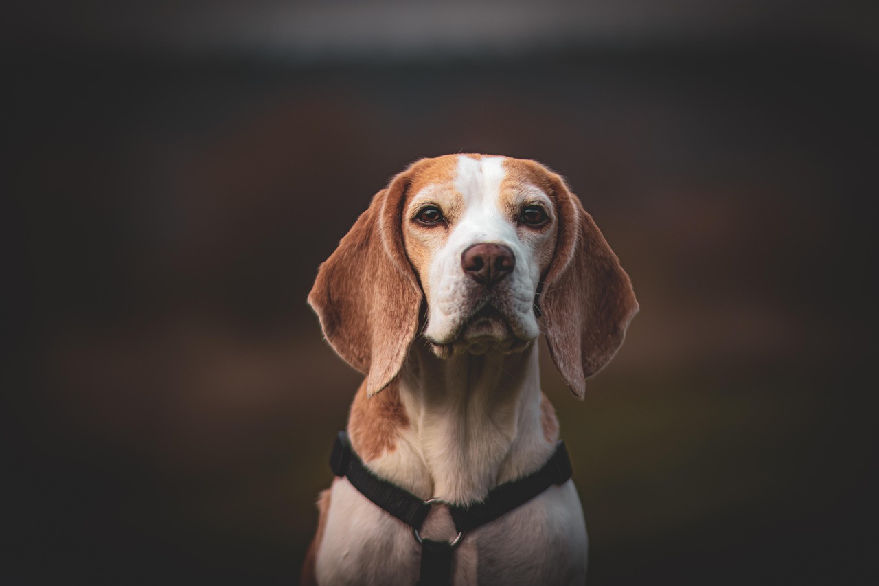 Tierfotografie