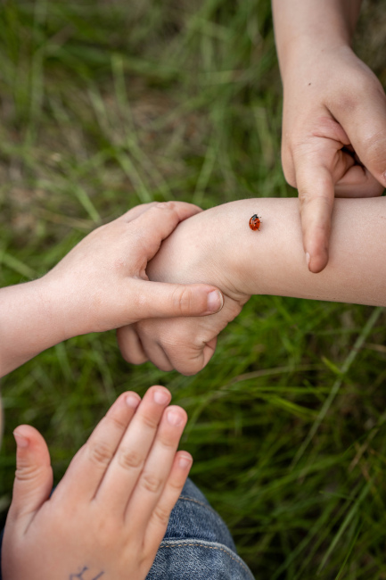 Titelbild der Galerie 'Kirschbaum - BEE'