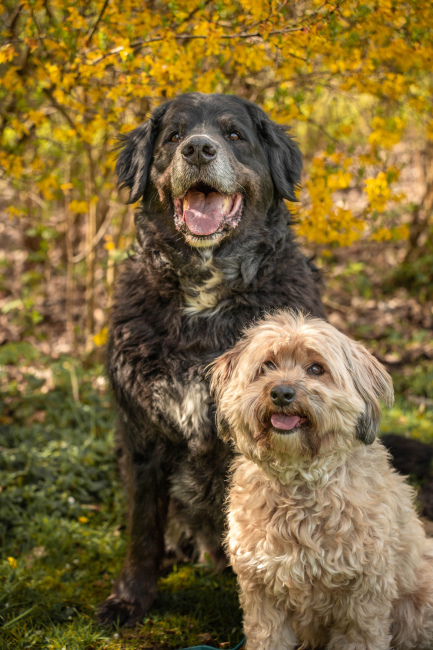 Titelbild der Galerie 'Max & Milo'